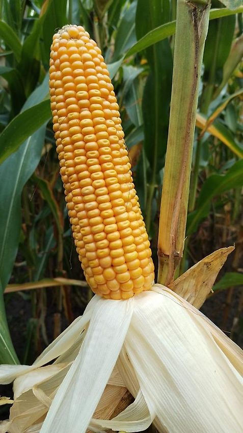 Howard Kein Lemken Schwenkpflug 4 scharig Howard SPS4 mit 180 cm Arbeitsbreite für Schlepper ab 80PS hydraulische Schnittbreitenverstellung rationeles Pflügen mit Hoher Flächenleistung ideal für Biobetriebe zur Beikrautbekämpfung mit 5 cm Schältiefe