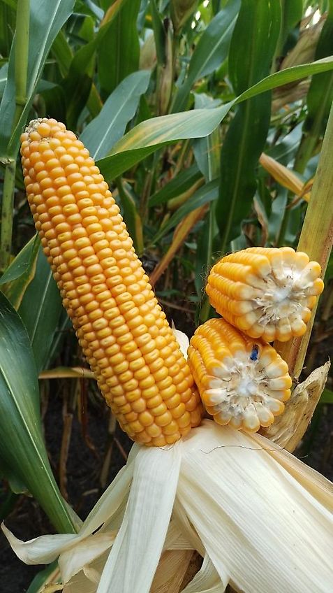 Howard Kein Lemken Schwenkpflug 4 scharig Howard SPS4 mit 180 cm Arbeitsbreite für Schlepper ab 80PS hydraulische Schnittbreitenverstellung rationeles Pflügen mit Hoher Flächenleistung ideal für Biobetriebe zur Beikrautbekämpfung mit 5 cm Schältiefe