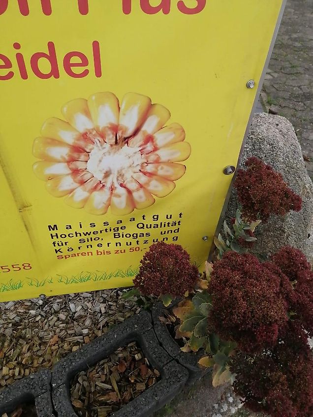 Lemken Frontgrubber 3 m Heckgrubber mit höhenverstellbaren Stützrädern Vorbaugrubber mit Zapfwellenanbaubock kein Amazone Tl mit 8 Grubberstilen geschraubt montiert 2 balkiger Kurzgrubber 3 m Arbeitsbreite