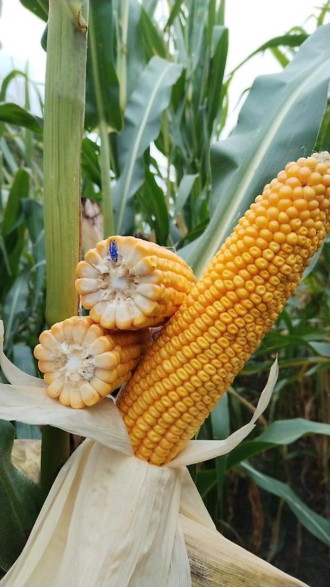 Stoll Rübengabel 180cm Korbbreite Euroaufnahme Hochkippschaufel (Gabel) Hochkippgabel mit E-Ausklinkung oder Klinklader Hubfunktion und Ausklinken des Werkzeugs mittels Seilzug Feuerholzgabel Siebgabel 1,8m Arbeitsbreite mit gerundeten Aufnahmestäben