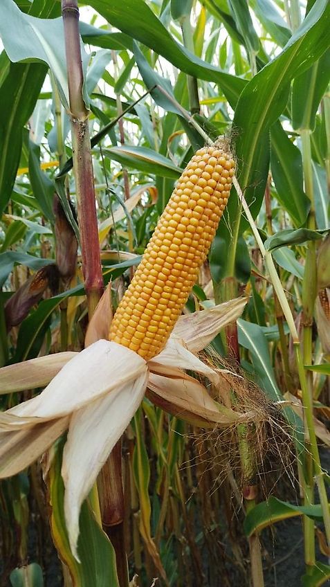 Köckerling Köckerling Herbamat 250-83mm Reihenabstand 30 Reihen